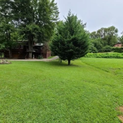 A large grassy yard with a tall evergreen tree in the center, surrounded by trees and a house in the background.