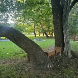 A bench setup around two trees, with one tree leaning and creating a shaded area in a grassy yard.