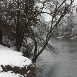Snow-covered trees and riverbank beside a calm river on a snowy day.