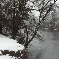 Snow-covered trees and riverbank beside a calm river on a snowy day.