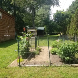 A fenced garden with various plants, including tall leafy greens and flowering plants, situated near a wooden house and trees.