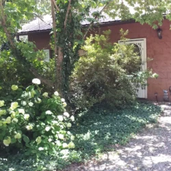 A red brick house with a white door, surrounded by green foliage and white flowers, under clear sunlight.
