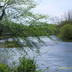 A tranquil river surrounded by green foliage and trees on a clear day.