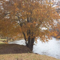 A tree with orange autumn leaves stands by a riverbank under a clear sky.