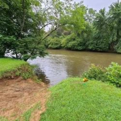 A grassy riverbank with a tree overhanging a calm river. Lush greenery surrounds the scene on an overcast day.