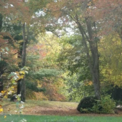 Autumn landscape with trees in fall foliage, showcasing green, yellow, and orange leaves against a wooded backdrop.