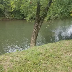 A gently sloping grassy riverbank with a leaning tree beside a calm, greenish river under a canopy of lush foliage.