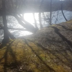 Sunlight reflects off a river, casting long shadows from leafless trees onto a mossy, gravel-covered riverbank.