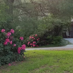 A gravel driveway leads to a brick garage, bordered by lush green trees and bushes with blooming pink flowers.